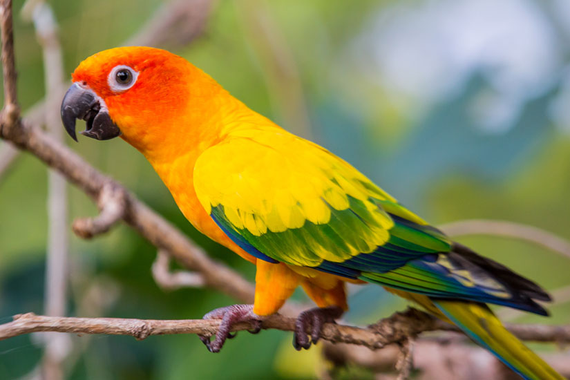 A Sun conure parrot standing on a small tree branch.