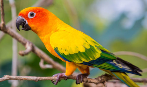 A Sun conure parrot standing on a small tree branch.